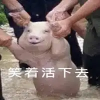 网红小猪爆笑表情包带字大全网红小猪被做成表情包了
