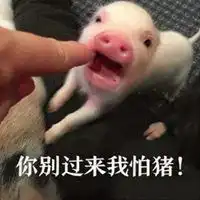 拿木棍敲猪表情包微信头像图片大全