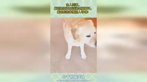 主人回家,发现狗狗正在沉浸式搞破坏,发现后的表情耐人寻味