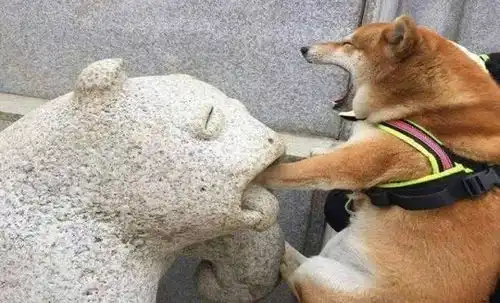 想养柴犬吗5个缺点了解一下