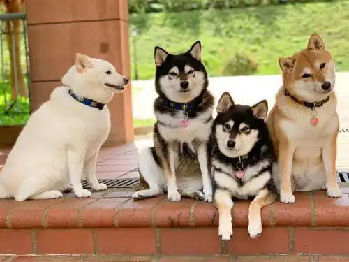 就你表情多白色柴犬因为总在拍照时搞怪,火遍了网络