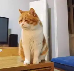 网友说自家猫似乎永远都不开心,我一看这不时表情包吗