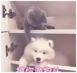 可爱猫表情包,适合甜甜的女友使用,请小祖宗签收