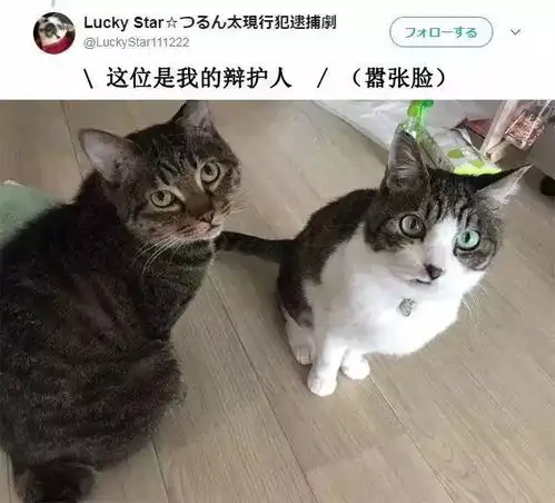 日本这只猫咪偷吃主人食物被抓现行面无表情不知悔改