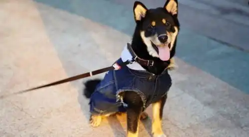 雷佳音老婆翟煦飞晒素颜自拍清纯可人爱犬生无可恋脸十分抢镜