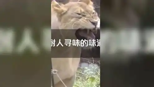雄狮随地大小便,一旁的母狮闻了闻,表情太搞笑了动物
