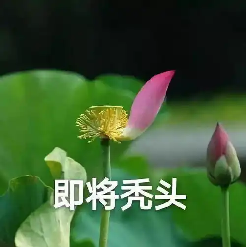有哪些负能量的表情包图片