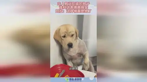 主人教训犯错的狗子,谁料这表情真搞笑,网友这神情真是绝了