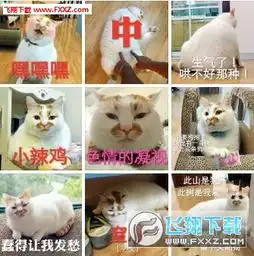 楼楼猫表情包图片合集