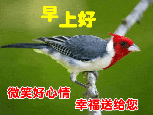 11月17日周二清晨早上好问候祝福动态表情图片11月最新早安问候祝福图片带字温馨