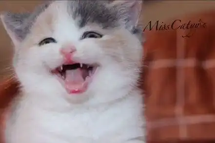 铲屎官给猫咪照相,猫咪的表情太搞笑了
