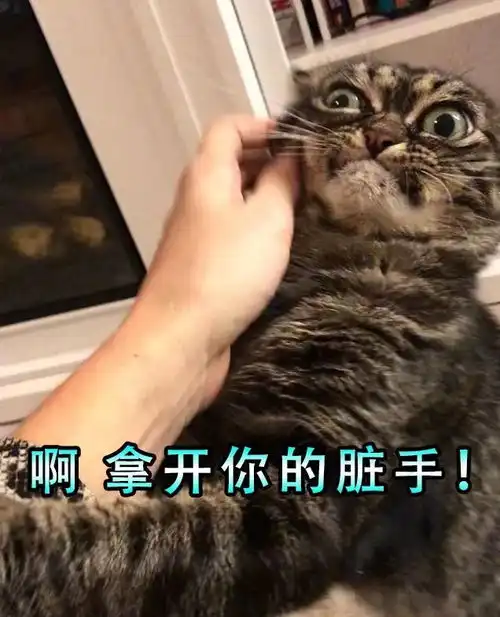 臭豆腐猫咪脸超级臭,吸起来真香