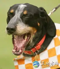 动物瞌睡时的表情秀