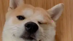以前和现在最近网络上很火的真实沙雕图肌肉doge和小废柴