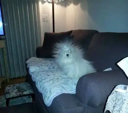 搞笑图片这猫咪的表情,绝对辟邪,乃们好好感受下