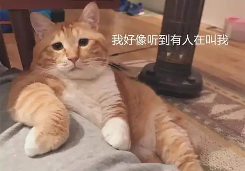 白猫心情不好欺负大橘,反被按在地上教育,大橘橘势已定