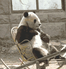 坐摇椅的国宝搞笑动物图片qq表情党