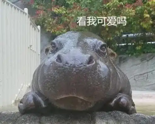 旅游遇到会来事的河马,游客想走都挪不动腿,表情太犯规
