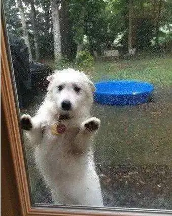 汪星人有多讨厌下雨看他们的表情就知道啦...