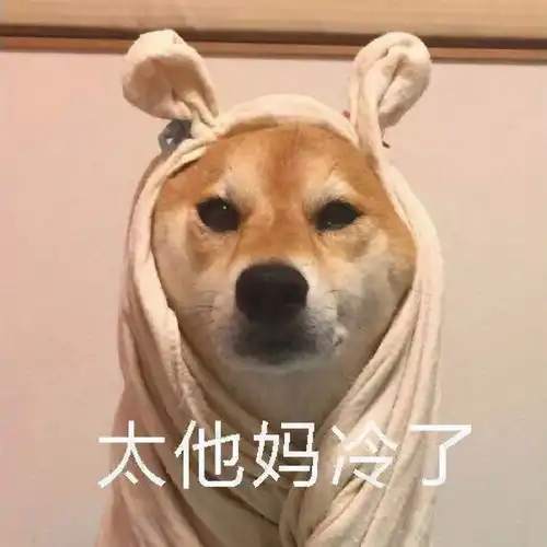 表情包柴犬冬季懒床表情,我再睡一会儿