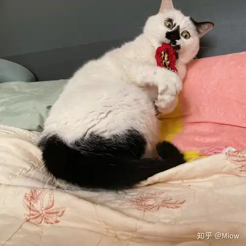 中华田园猫的颜值有多高