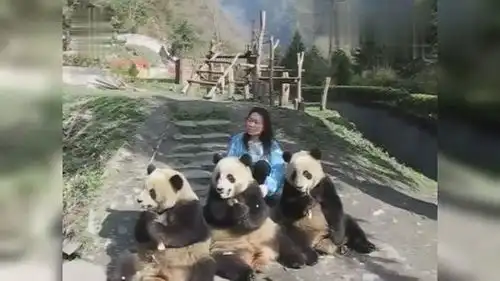 熊猫思嘉与干妈9年前珍贵同框视频,思嘉躺干妈身上开心吃竹笋