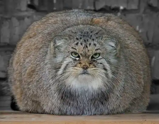 世界最凶的猫,除了一副我超凶之外,还有让人捧腹的搞怪表情