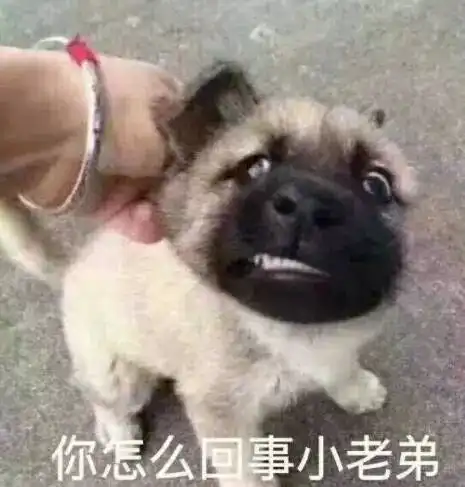 狗狗居然跟豪猪玩到了一起,然后就悲剧了......
