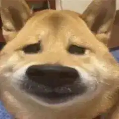 11.3表情包丨委屈且可爱的表情包