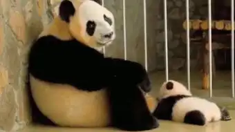 xiaoxiongmao