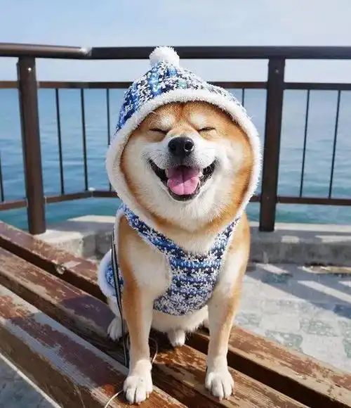 柴犬可以吃的水果,柴犬宠物课堂,柴犬哪里买好