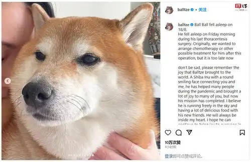 知名废柴表情包柴犬balltze离世