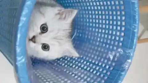 从未见过如此废的猫,废成表情包
