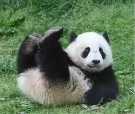 爆笑照片刚看到第二张就笑的受不了