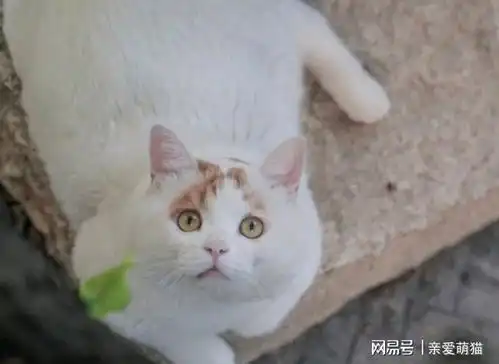 你还记得那只满脸委屈的小猫吗它被领养了,还住上了大别墅