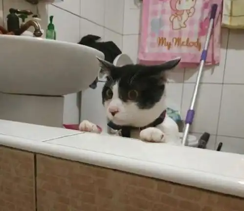 两只猫咪围观主人洗澡,橘猫的表情一言难尽,主人你什么意思