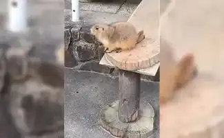 摄影师突打喷嚏土拨鼠吓到翻过去
