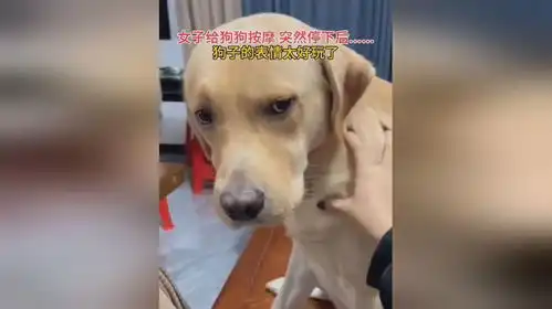 女子给狗狗按摩突然停下后,狗子的表情太好玩了