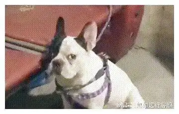 搞笑聊天表情包i你不要逼我