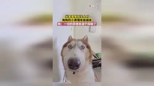 当家里来陌生人时,狗狗的小表情有些搞笑,狗一切的恐惧来源于闯祸了