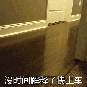 动态表情包丨个性猪猪聊天必备