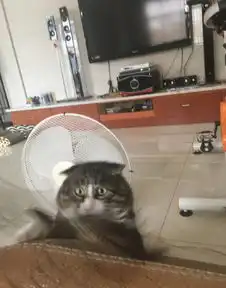 我要掉下去了快救朕