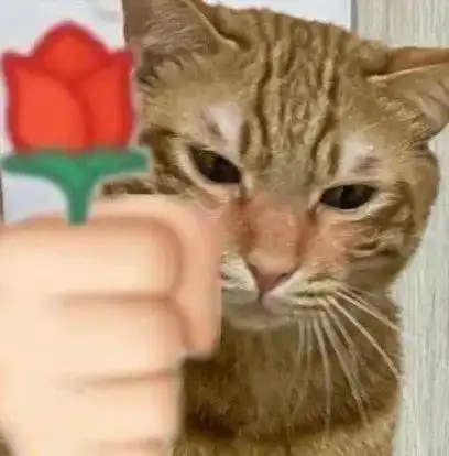 猫猫拿玫瑰花表情包