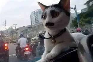 网红萌宠希特勒猫咪