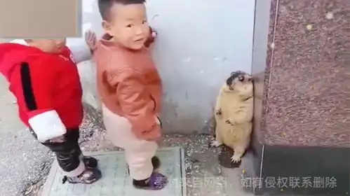 小朋友意外发现土拨鼠,土拨鼠的表情,硬生生变成了表情包