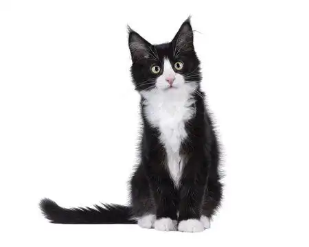 点击来源直接获取大图文件可爱的黑白相间的缅因库恩猫小猫,表情顽皮,正坐面向前方对着相机看在透明背景上孤立裁剪摄影搞笑猫猫高清大图