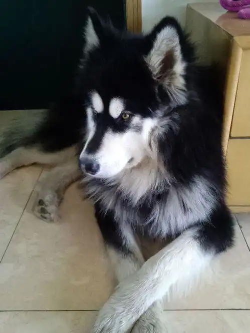 犯错阿拉斯加被主人狂训,一脸嫌弃的表情酷似二哈