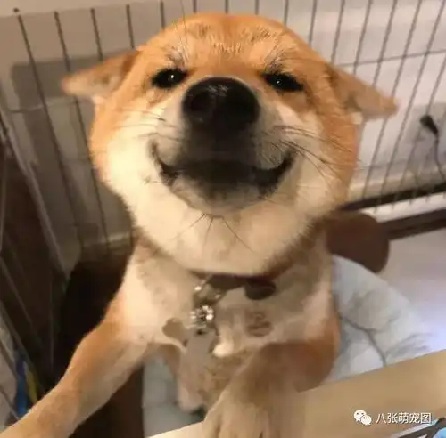 来,给你们看看,我家狗子有多魂淡