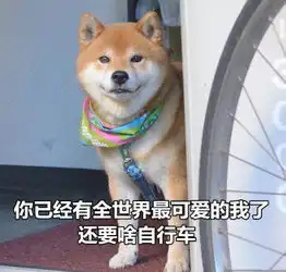 柴犬土味情话表情包合集你知道我的缺点是什么吗