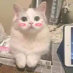 一大波小猫咪表情包萌萌哒动态图